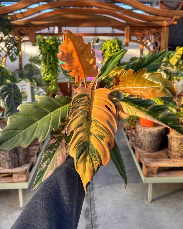 Philodendron caramel marble M vaso cm 12