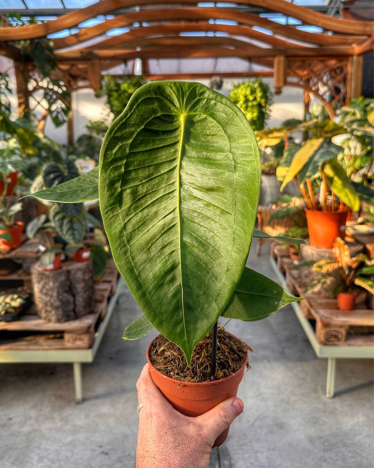 Anthurium peltigerum vaso cm 12