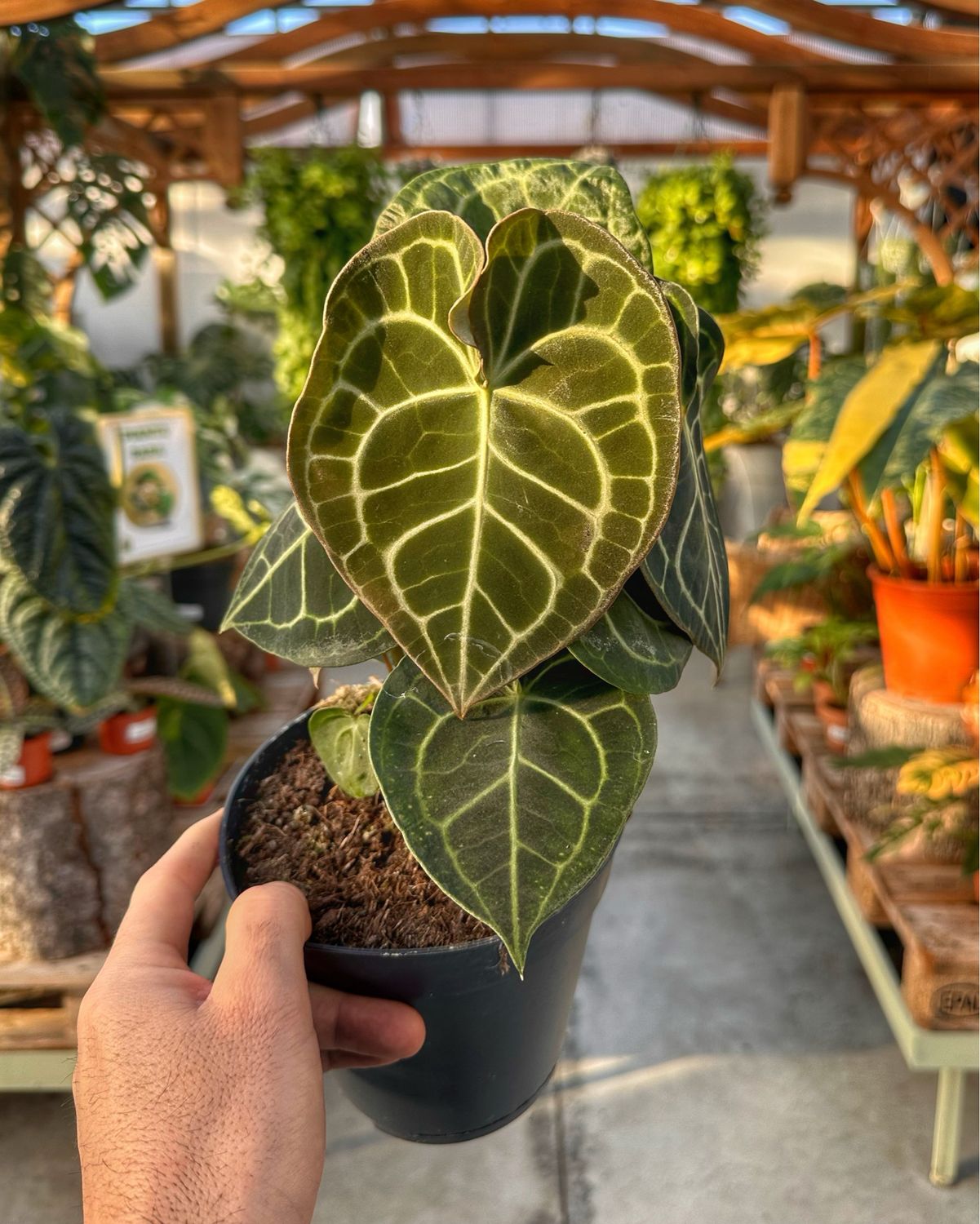 Anthurium Clarinervium vaso cm 15