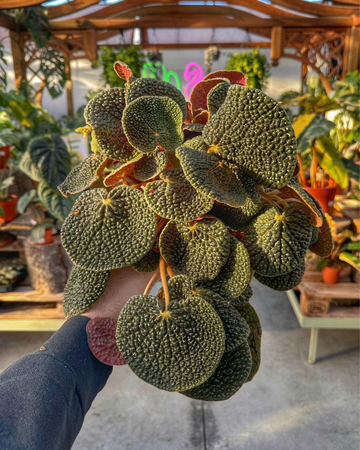 Begonia bullatifolia vaso cm 14