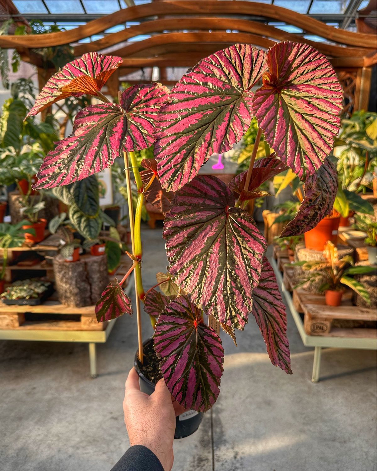 Begonia brevirimosa XL vaso cm 14