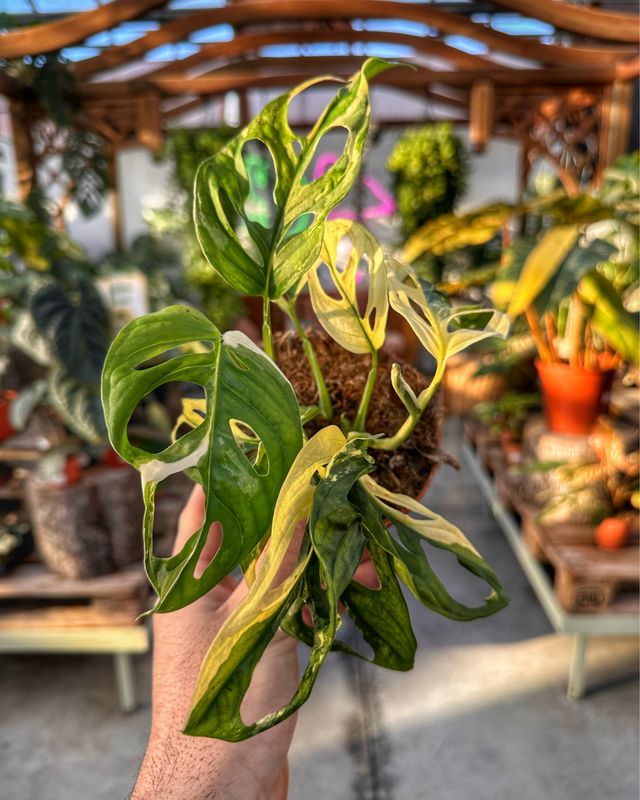 Monstera adansonii albovariegata vaso cm 11
