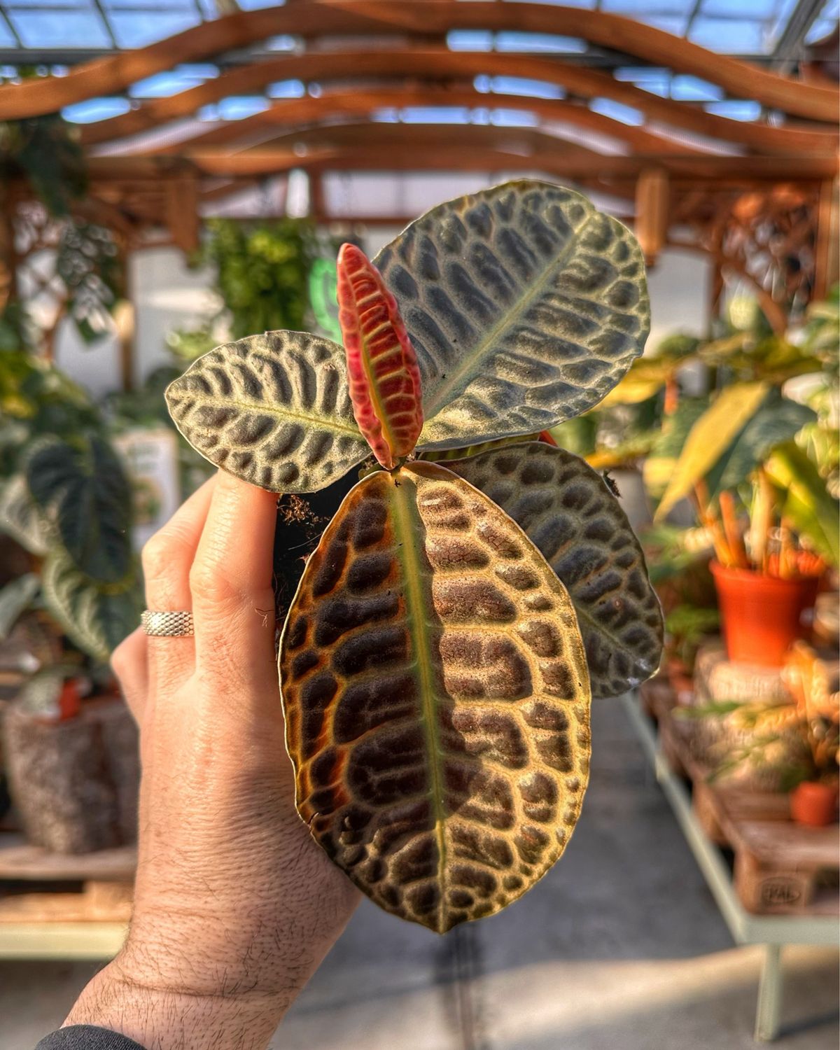 Labisia pedunculata vaso cm 10,5