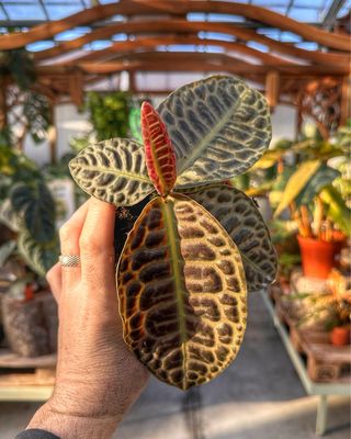 Labisia pedunculata vaso cm 10,5