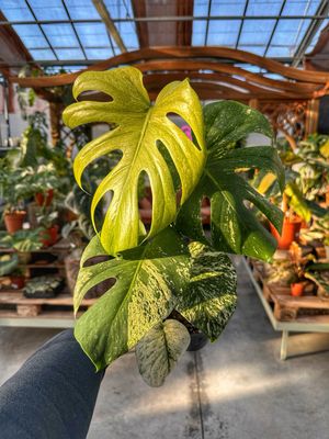 Monstera white monster vaso cm 12