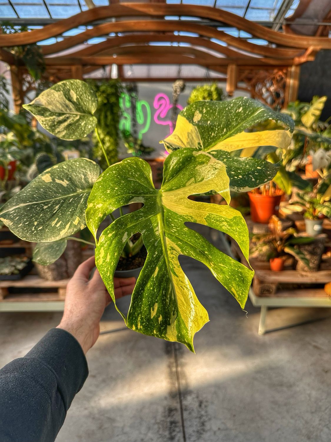 Monstera thai creme brulee vaso cm 12