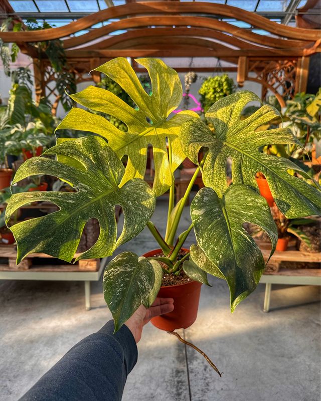 Monstera Mint L vaso cm 17