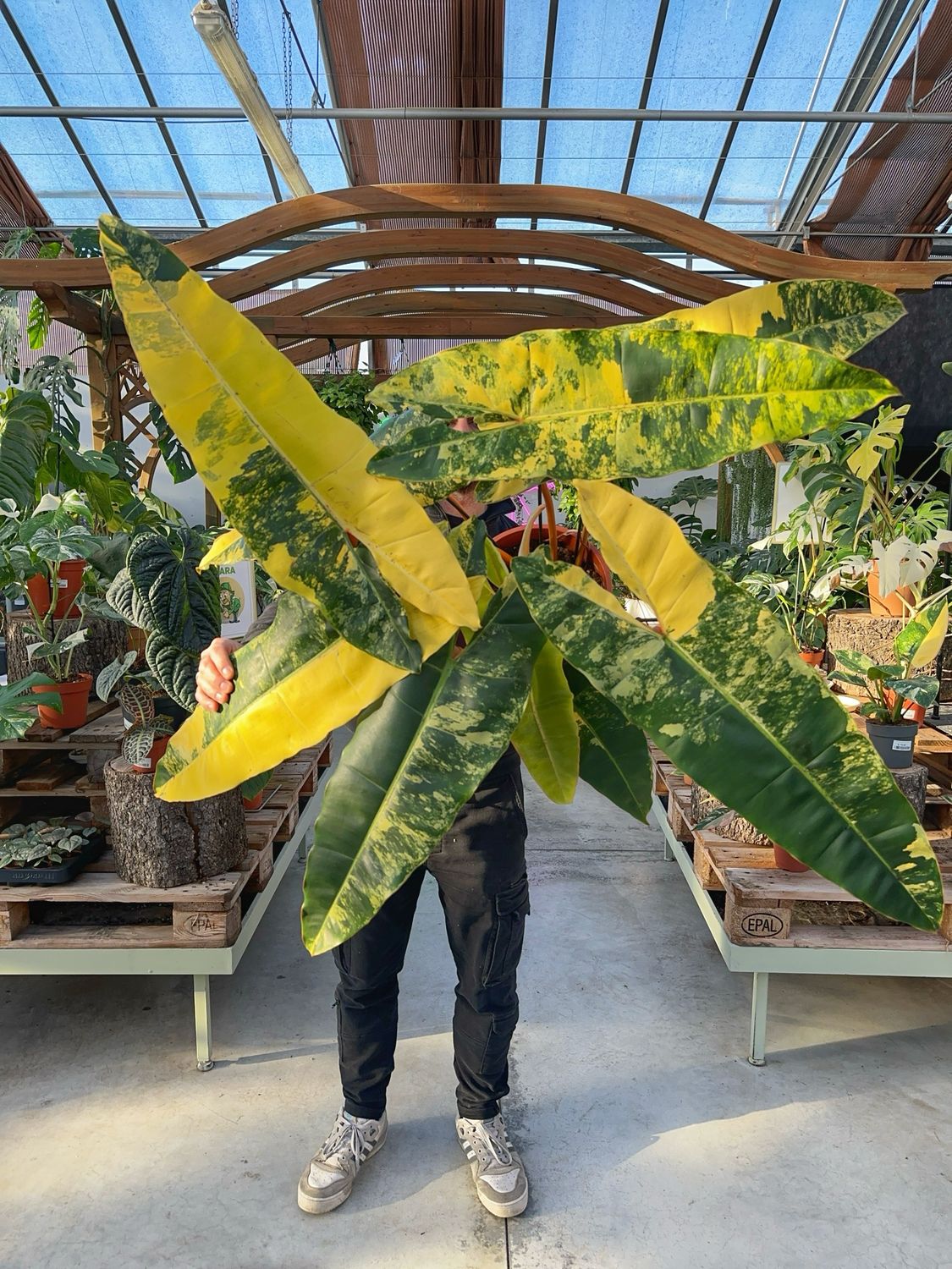 Philodendron billietiae variegata XXL vaso cm 29