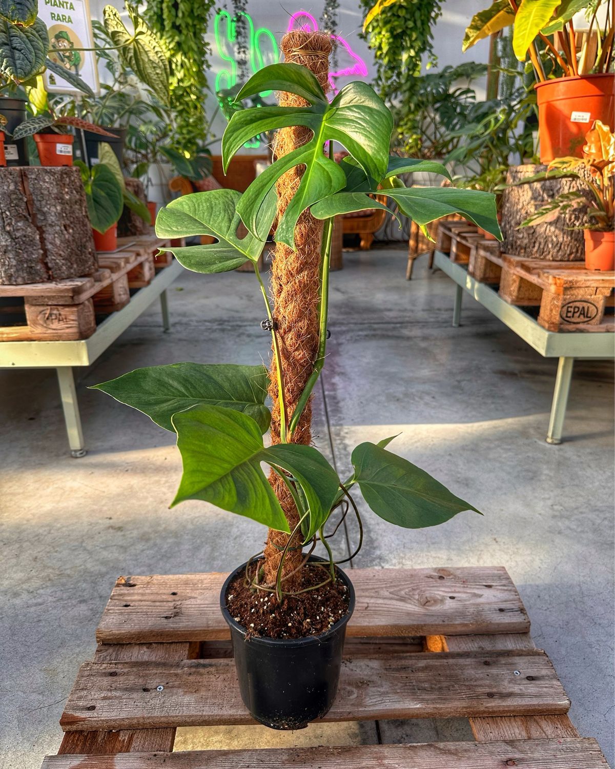 Monstera sierrana vaso cm 17