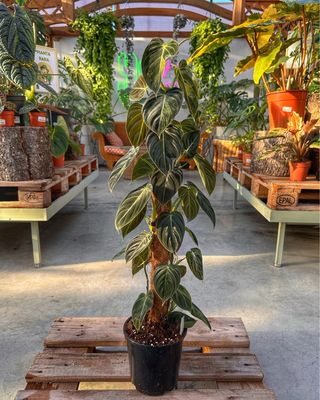 Philodendron melanocrysum variegata XL vaso cm 17