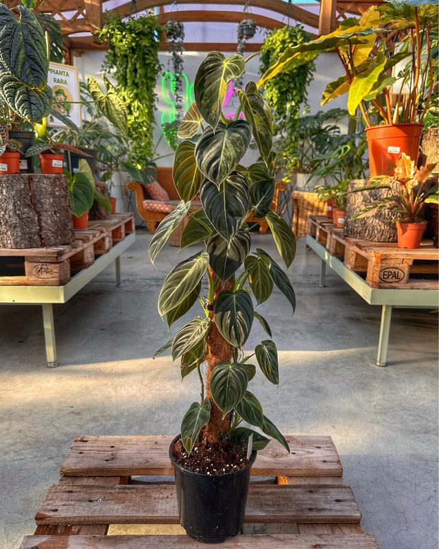 Philodendron melanocrysum variegata XL vaso cm 17