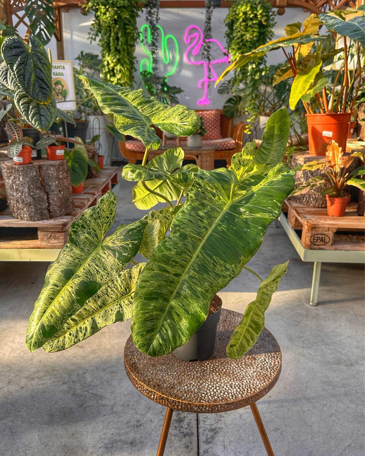 Philodendron paraiso verde vaso cm 17
