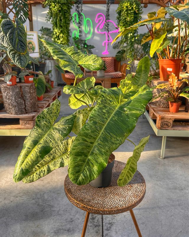 Philodendron paraiso verde vaso cm 17