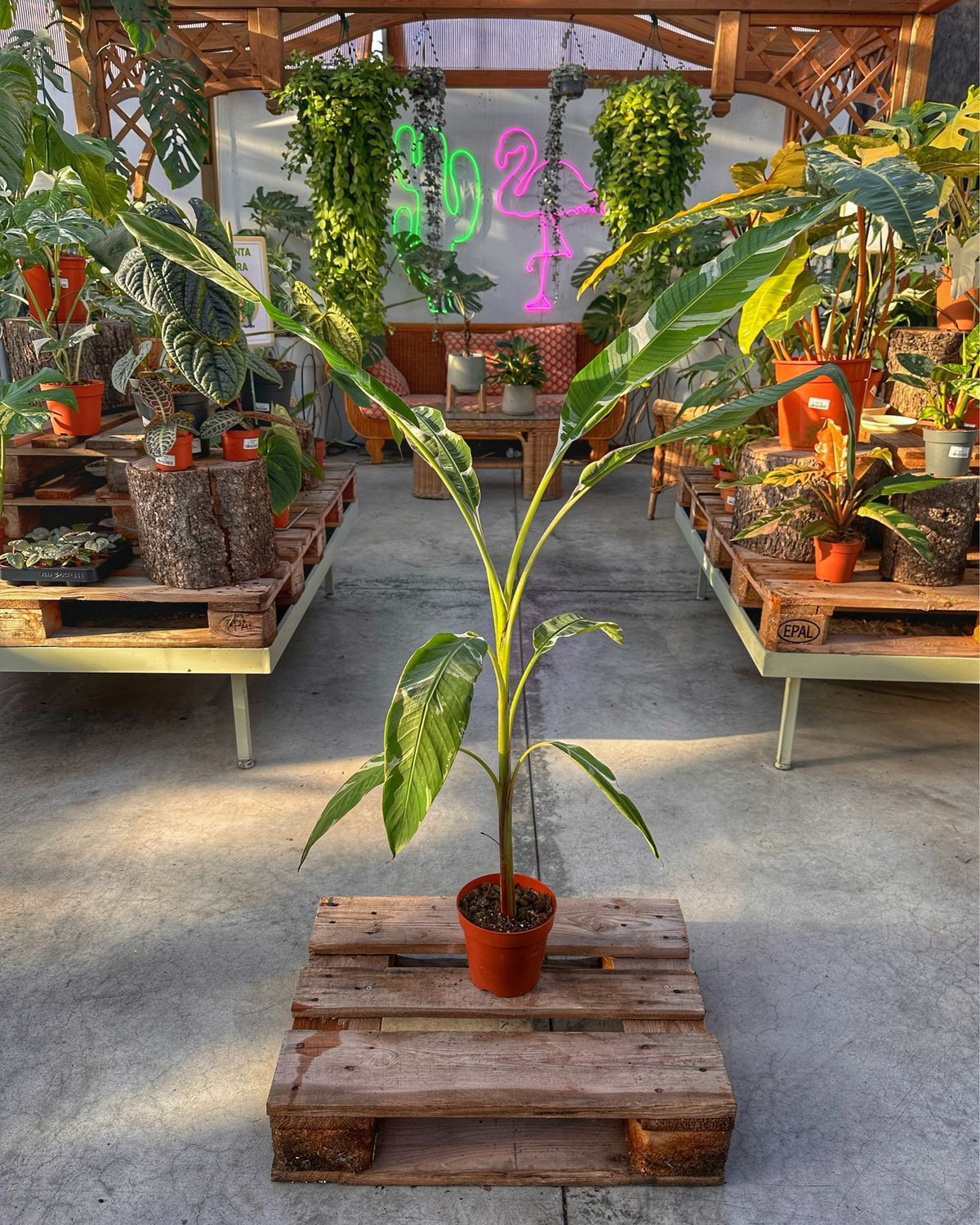 Musa aeae vaso cm 17