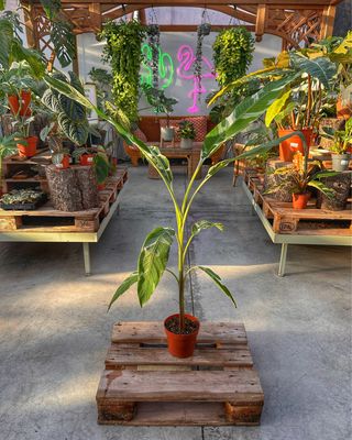 Musa aeae vaso cm 17