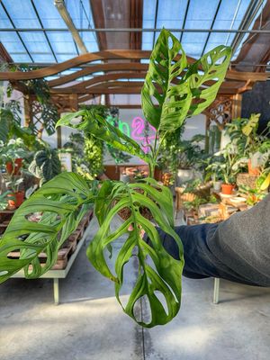 Monstera esqueleto giant leaf vaso cm 17