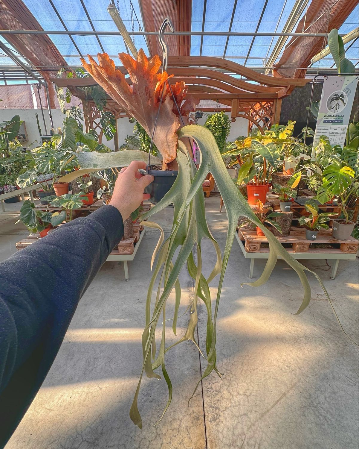 Platycerium willinckii cv Dwarf Tatsuta vaso cm 15