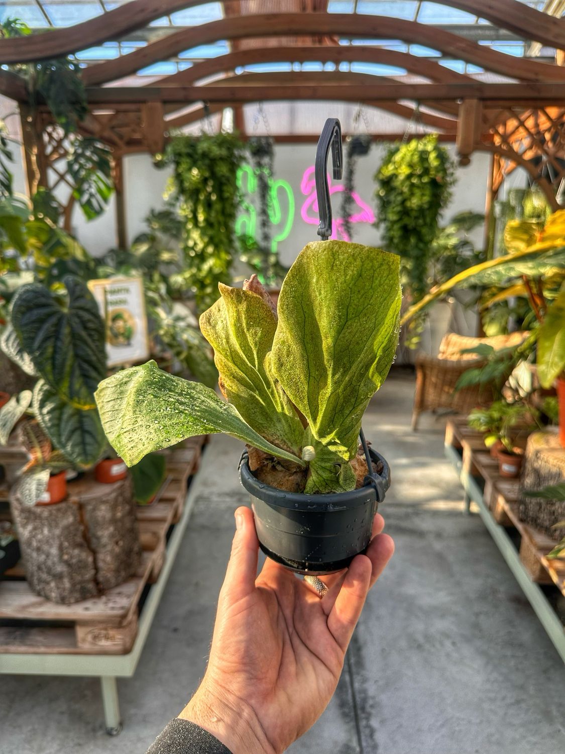 Platycerium elephantotis vaso cm 10