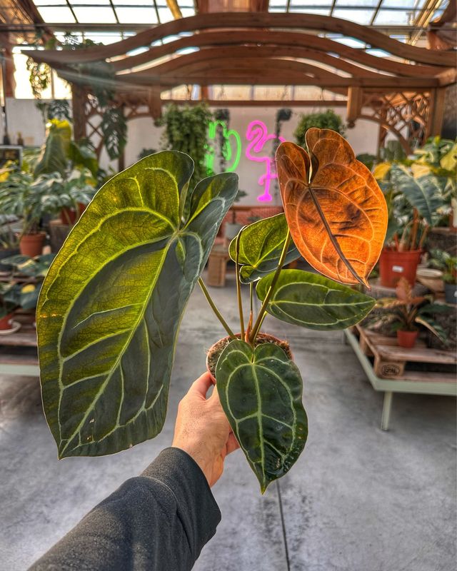 Anthurium papillilaminum M vaso cm 12