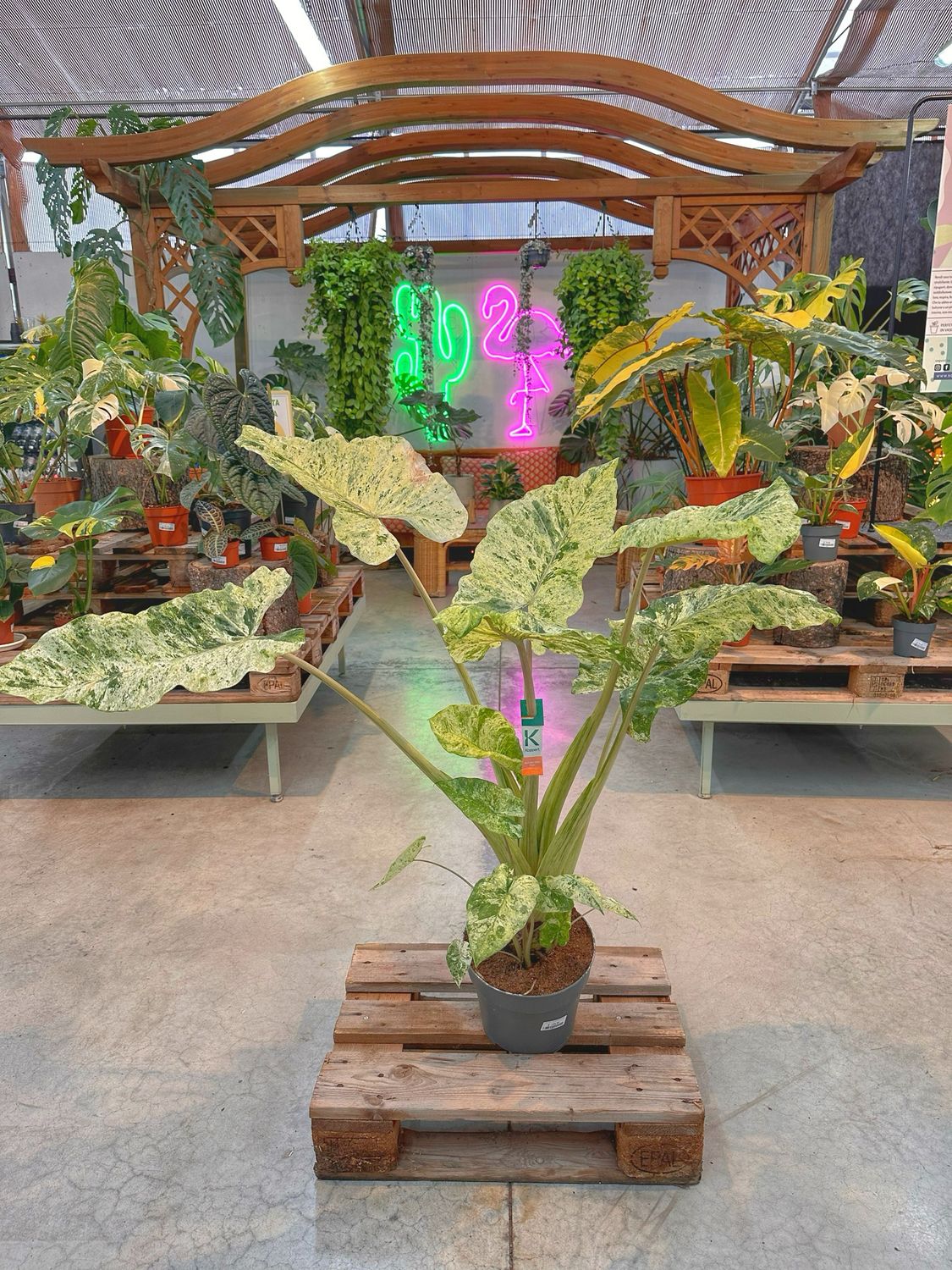 Alocasia macrorrhiza splash XXL vaso cm 24