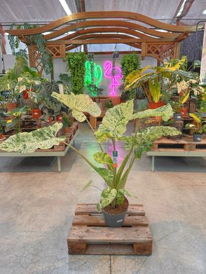 Alocasia macrorrhiza splash XXL vaso cm 24