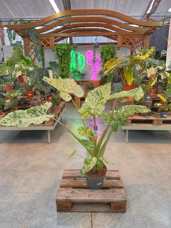 Alocasia macrorrhiza splash XXL vaso cm 24