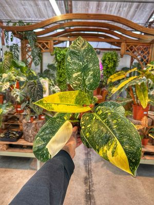 Philodendron green congo variegato vaso cm 14