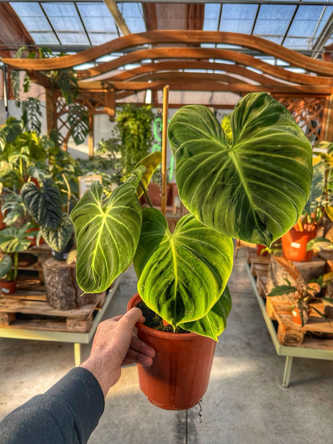 Philodendron El choco red vaso cm 21