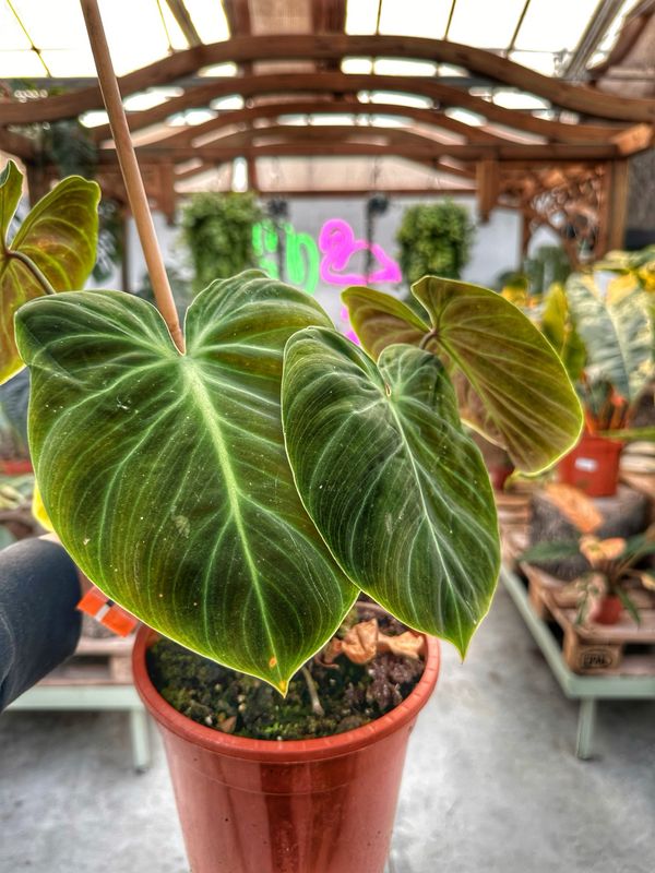 Philodendron El choco red vaso cm 21