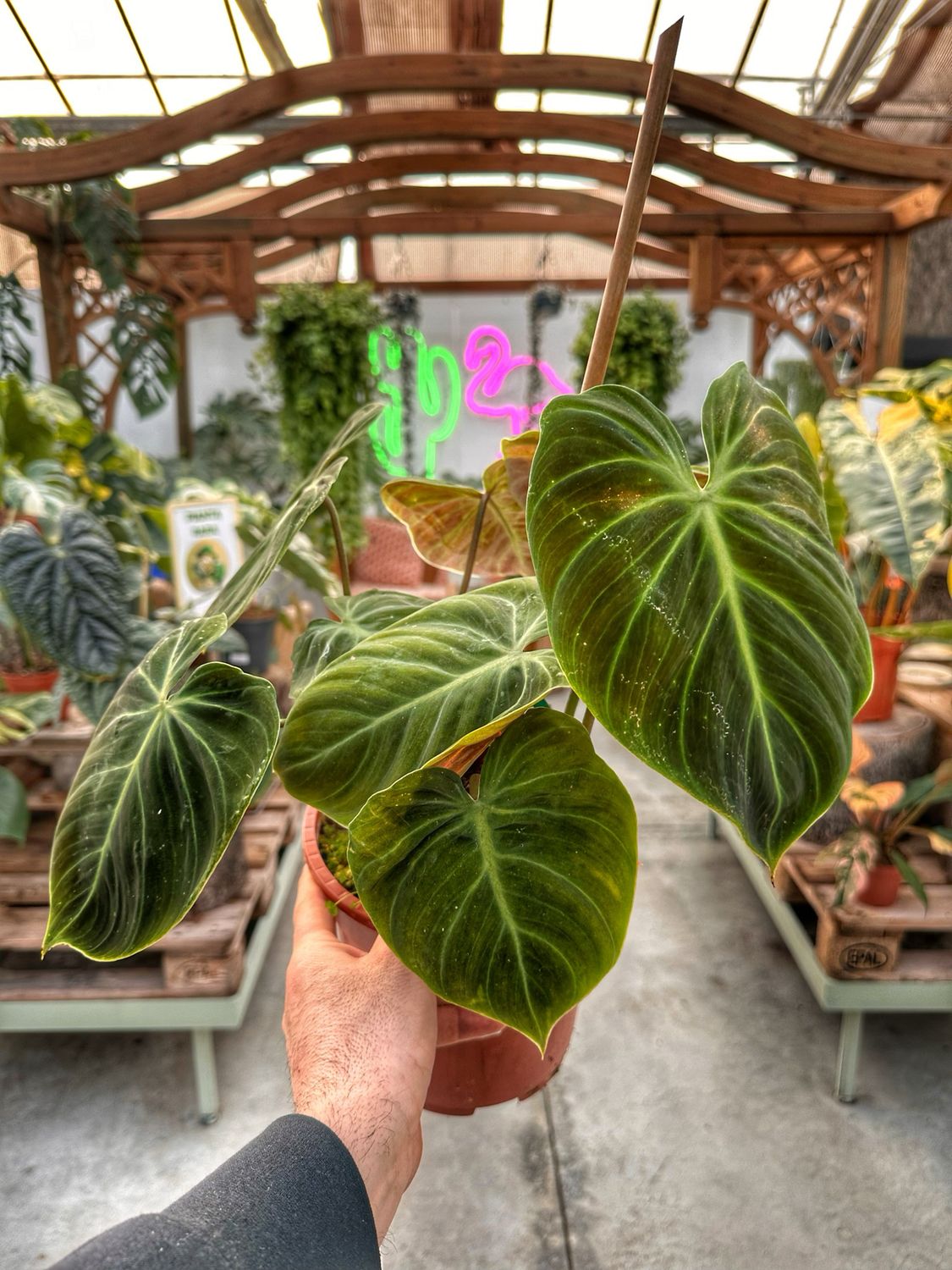 Philodendron El choco red vaso cm 21