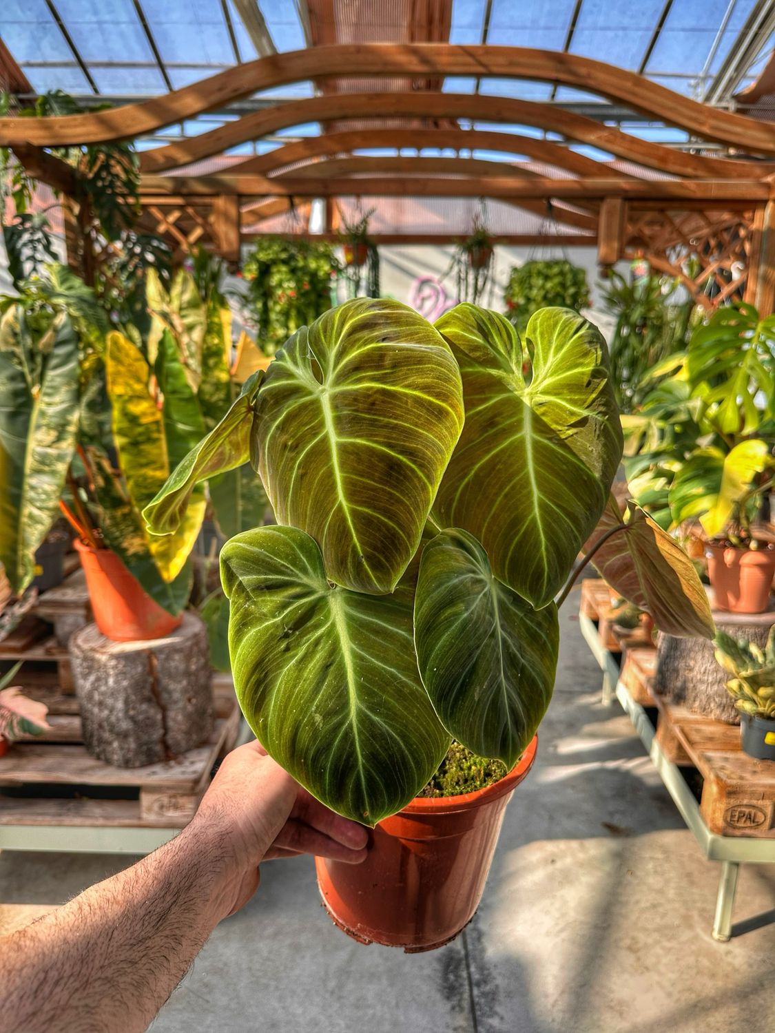 Philodendron El choco red vaso cm 21