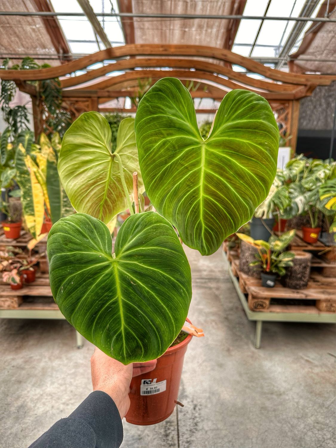 Philodendron El choco red vaso cm 21