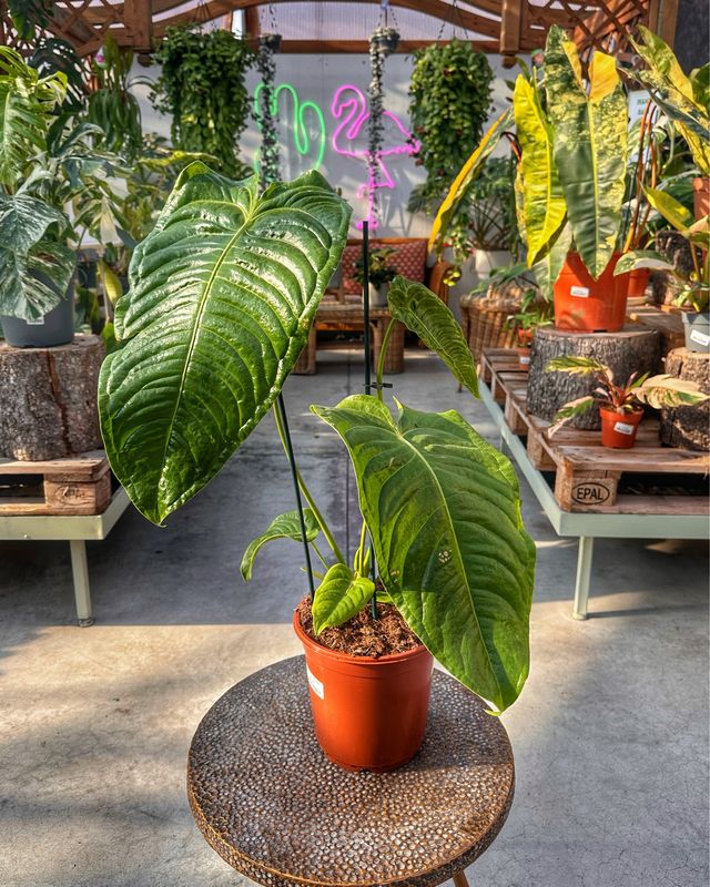 Anthurium veitchii xxl vaso cm 21