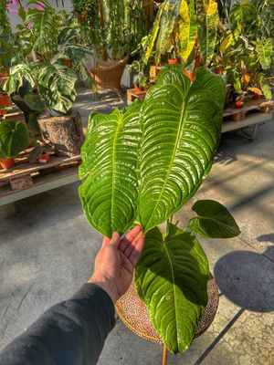 Anthurium veitchii xxl vaso cm 21