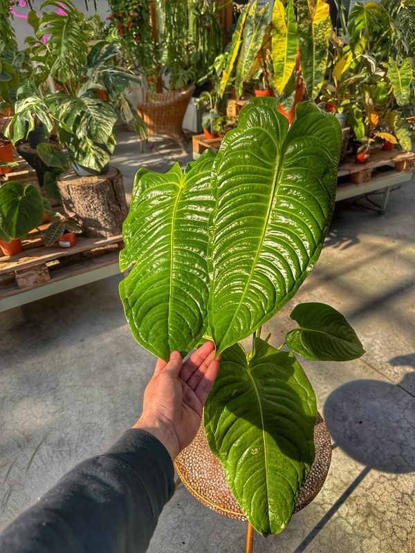 Anthurium veitchii xxl vaso cm 21