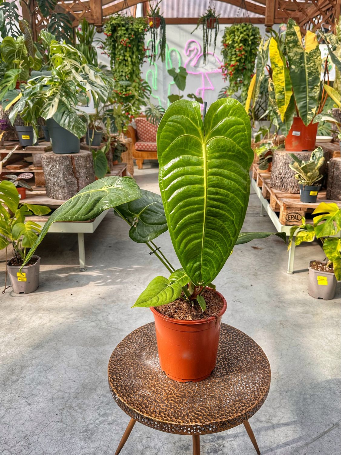 Anthurium veitchii xxl vaso cm 21