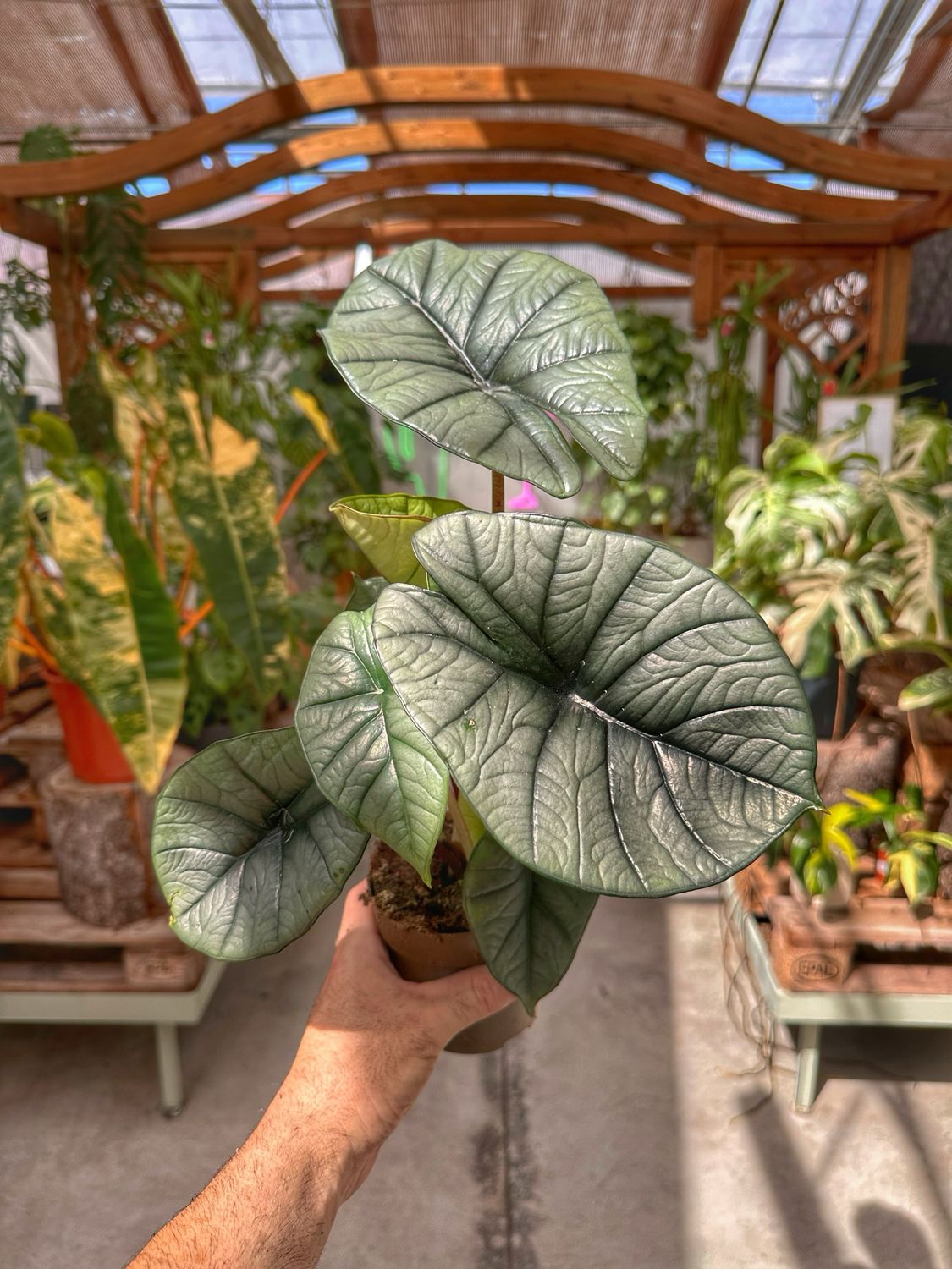 Alocasia platinum vaso cm 11