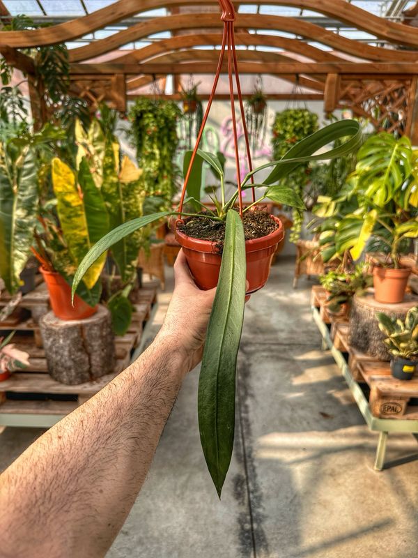 Anthurium vittarifolium vaso cm 14