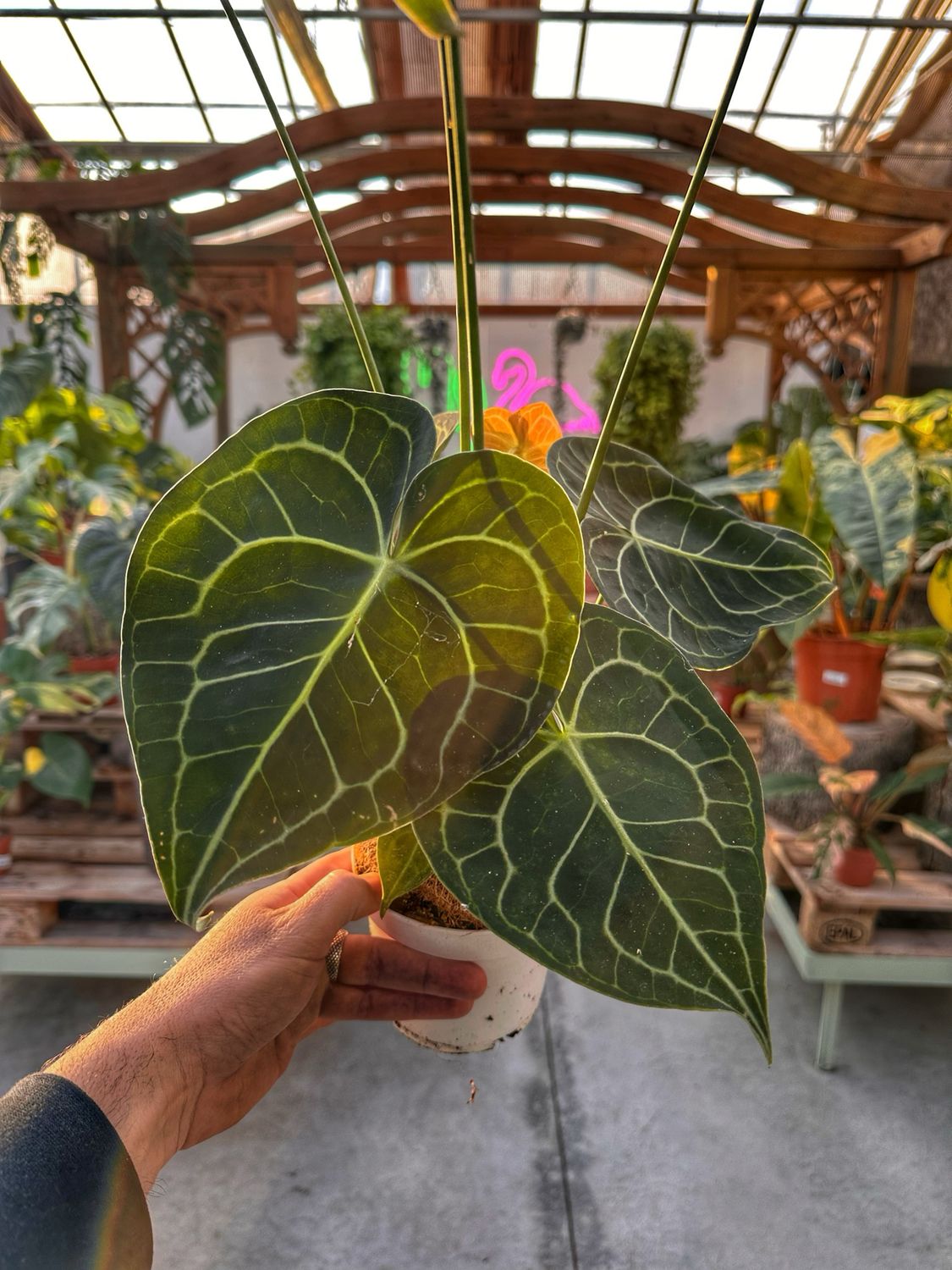 Anthurium Clarinervium vaso cm 12