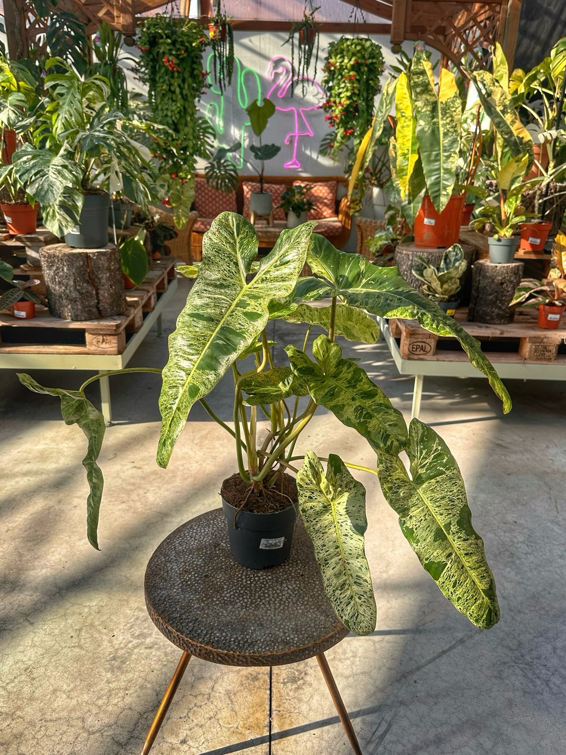 Philodendron paraiso verde vaso cm 17