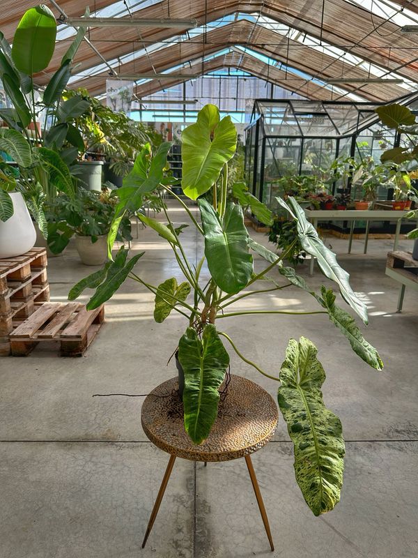 Philodendron paraiso verde vaso cm 17