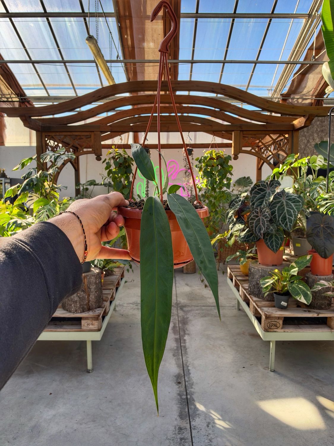 Anthurium wendlingeri vaso cm 14