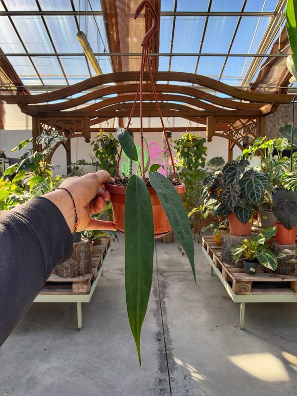 Anthurium wendlingeri vaso cm 14