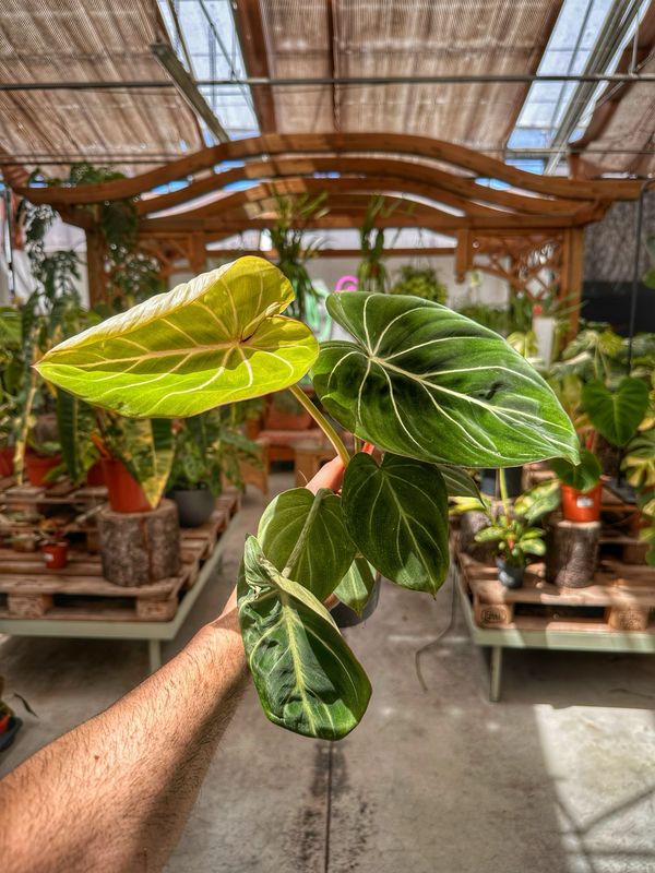 Philodendron gloriosum vaso cm 12 Philodendron gloriosum vaso cm 12