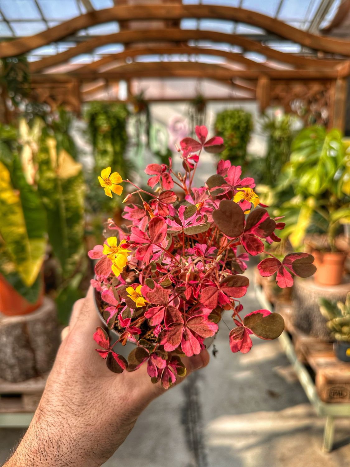 Oxalis vulcanicola pink vaso cm 10,5