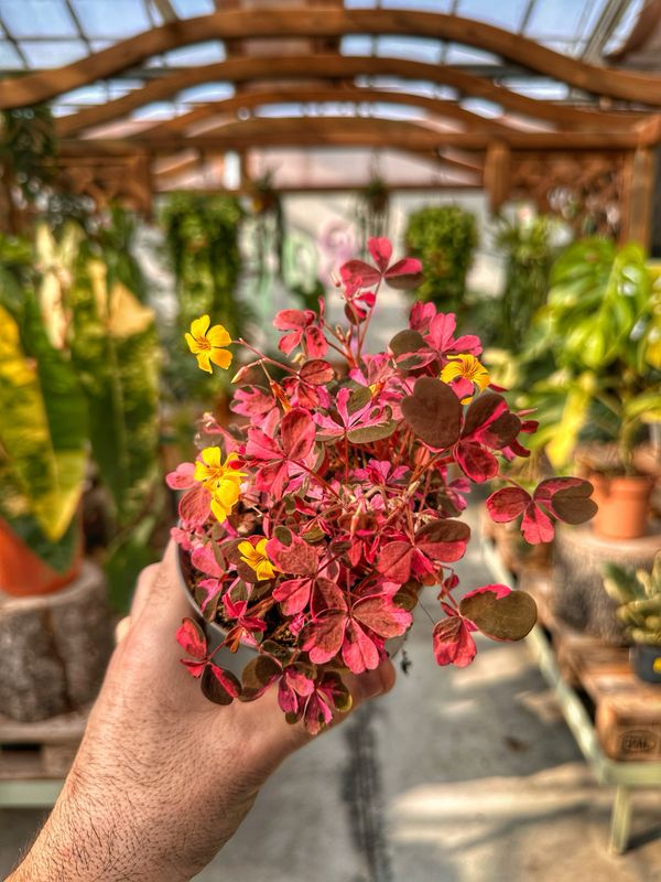 Oxalis vulcanicola pink vaso cm 10,5