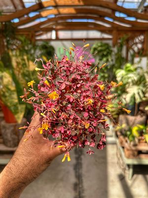 Oxalis vulcanicola pink vaso cm 10,5