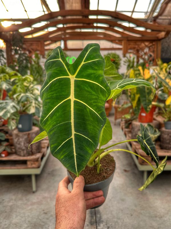 Alocasia frydek vaso cm 14