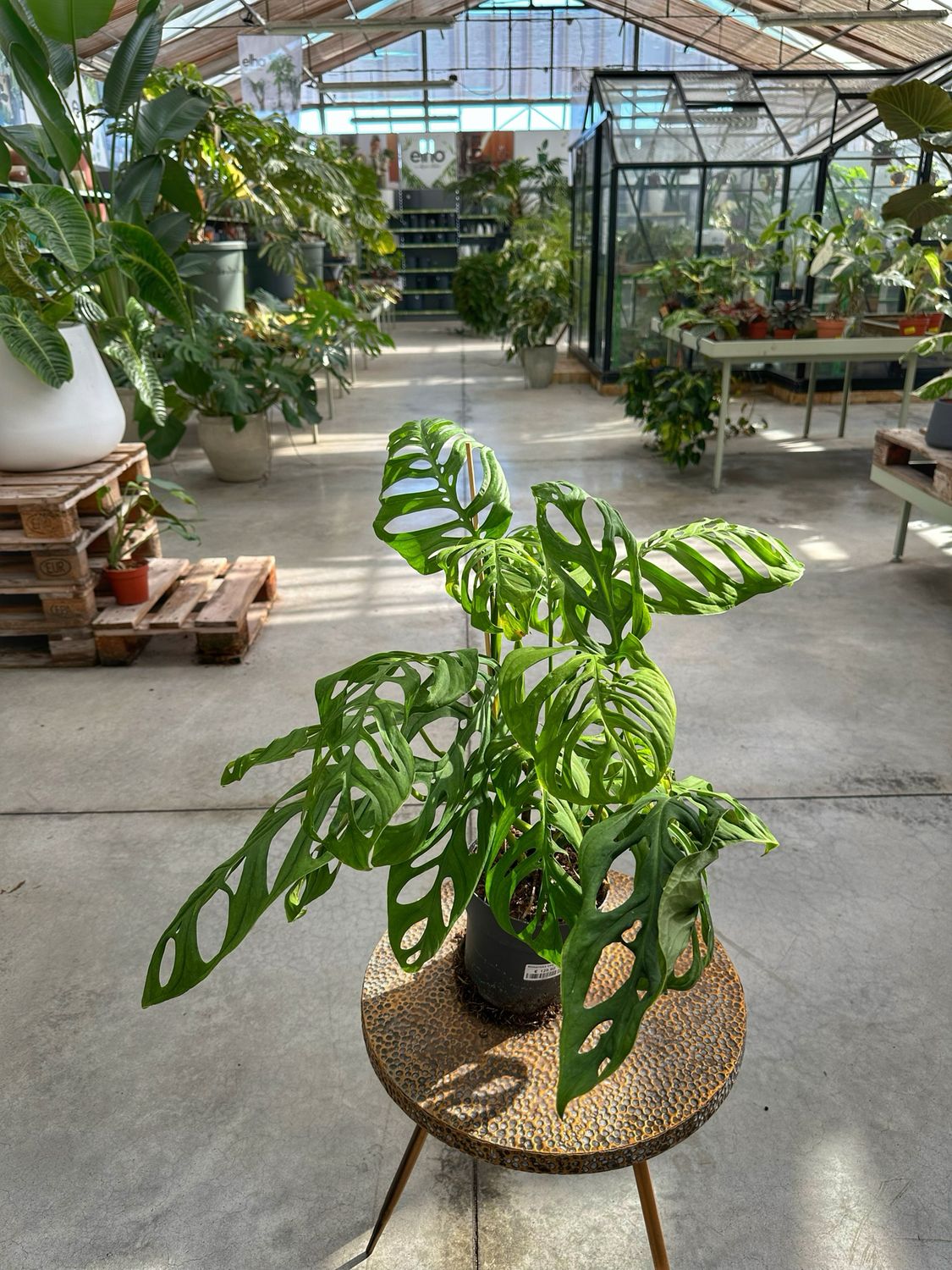 Monstera esqueleto giant leaf vaso cm 17
