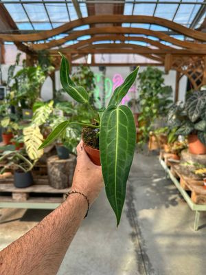 Anthurium warocqueanum vaso cm 12